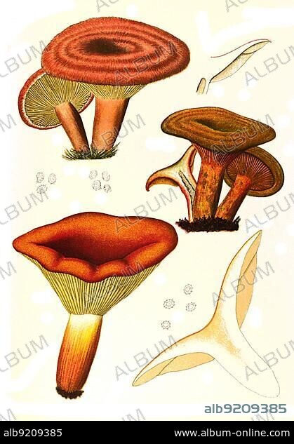 Mushroom, birch milkling (Lactarius torminosus) (top), true irritant (Lactarius deliciosus) (middle), Brätling (Lactaria volema), Historical, digitally restored reproduction from an 18th century original.