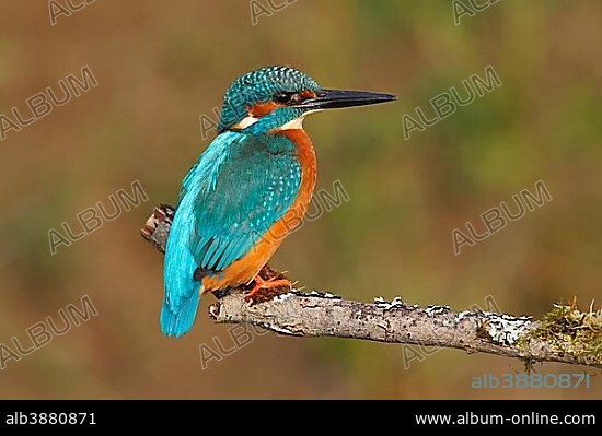 Kingfisher (Alcedo atthis), male perched on a branch, North Rhine-Westphalia, Germany, Europe.