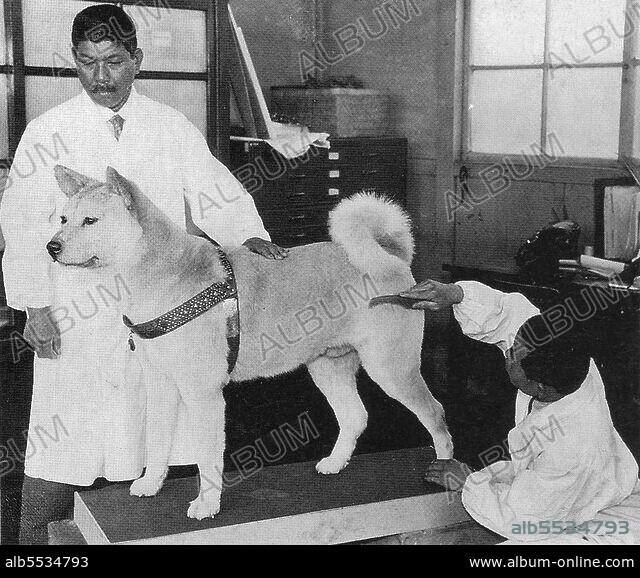 邦楽 SERIKA WITH DOG DEMO 1982 SERIKA WITH DOG DEMO 1982 小室哲哉初プロデュース作品 SERIKA