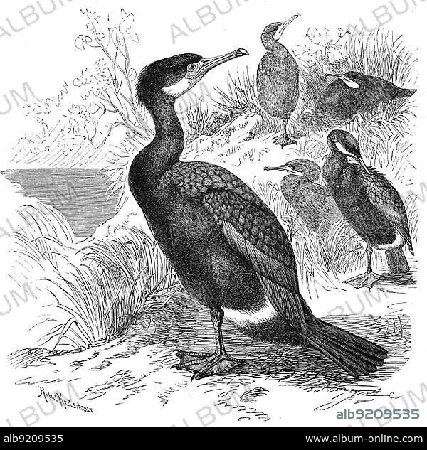 Bird, great cormorant (Phalacrocorax carbo), bird species from the cormorant family, Historical, digitally restored reproduction from a 19th century original.