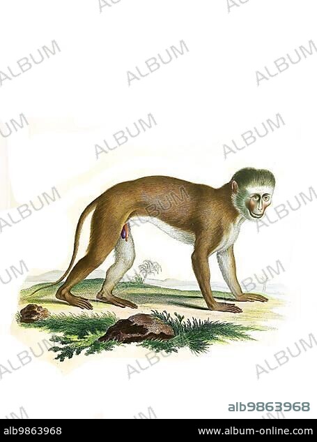Mammals, malbrouck (Chlorocebus cynosuros), a primate species of the guenon family, Simia cynosuros, Historical, digitally restored reproduction of an original from 1860.