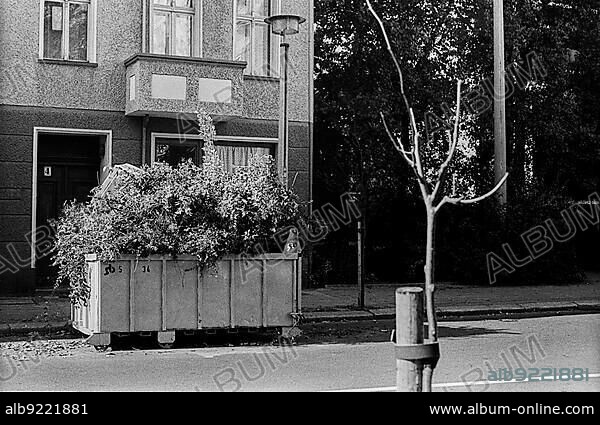GDR, Stralsund, 23. 09. 1988, bare young tree, greenery in container.