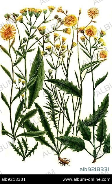 Botany, hawkweed (Hieracium) (hieracium) fruticosum latifolium glabrum, flore calendula, juniceum etc, Historical, digitally restored reproduction from a 19th century original.