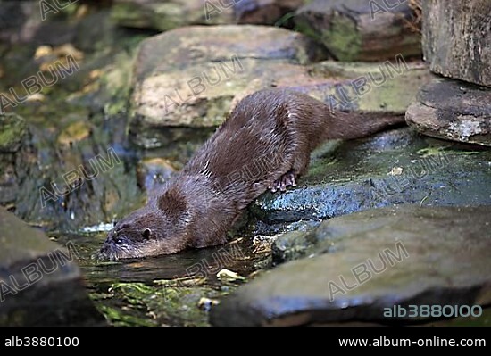 Oriental Small-clawed Otter (Amblonyx cinerea), adult, at the water, native to Asia, captive, Australia, Oceania.