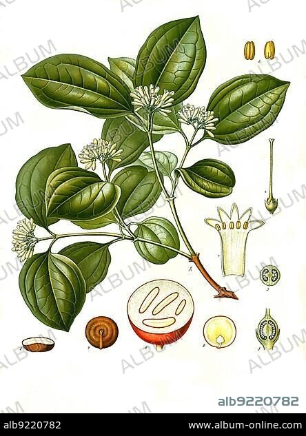 Medicinal plant, common nux vomica (Strychnos nux-vomica) (Strychnos colubrina) (Strychnos lucida) (Strychnos spireana), also nux vomica or crow's eye tree, strychnine tree or nux vomica tree, Historical, digitally restored reproduction from a 19th century original.