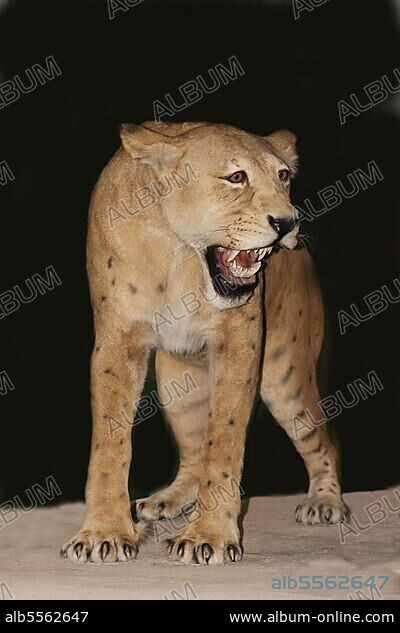 Sabre-toothed cat, Homotherium serum, Sabre-toothed cat became extinct 10 000 years ago, Museum exhibit, Beringia Museum, Yukon, Canada, North America.