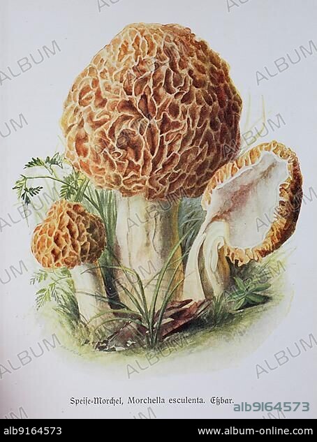 Mushroom, food Morel (Morchella esculenta), Historical, digitally restored reproduction of an illustration by Emil Doerstling (1859-1940).