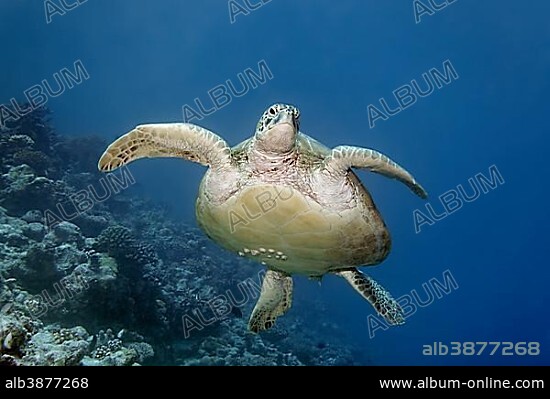Green turtle (Chelonia mydas) with barnacles (Balanidae) swimming over coral reef, Indian Ocean, Maldives, Asia.