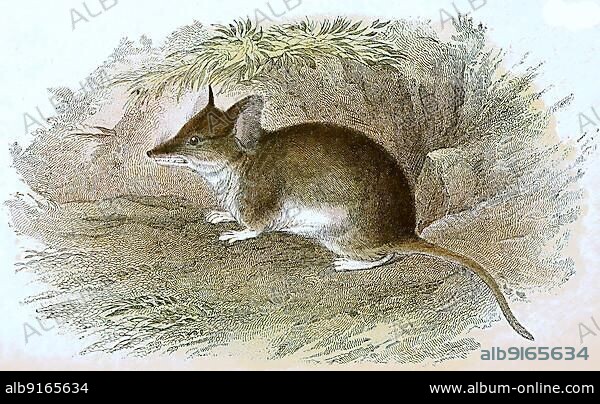 Cape hamster rat, Saccostomus campestris, a rodent in the genus Short-tailed hamster rats, digitally restored reproduction of a 19th century original.