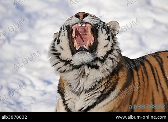 Siberian Tiger (Panthera tigris altaica), yawning, showing its teeth, in the snow, zoo, Germany, Europe.