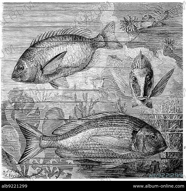 Fish, 1. ringed sea bream, Diplodus anularis, also small silver sea bream, a fish of the sea bream family, Sargus annularis, 2. gilthead sea bream, dorade, gilt-head sea bream (Sparus aurata), orade or orata, is an edible fish known since antiquity, Chrysophrys aurata, Historic, digitally restored reproduction from a 19th century original.