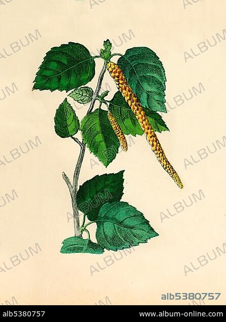 Birch, historical illustration, Moritz Willkomm, Natural History of the Plant World, 4th Edition, Esslingen and Munich, 1887, plate XLVII, No. 8 a.