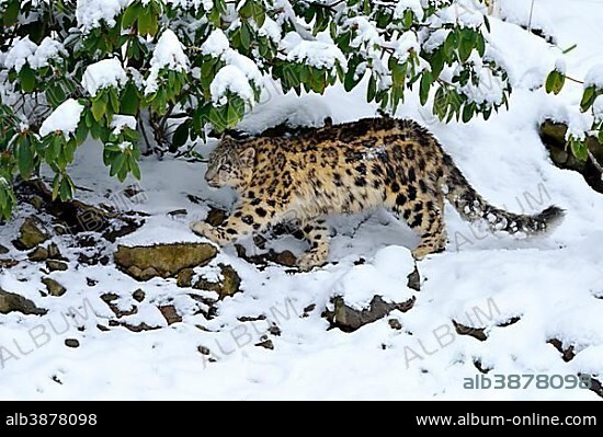 Snow Leopard (Panthera uncia), juvenile, walking on snow-covered rock, captive, Switzerland, Europe.