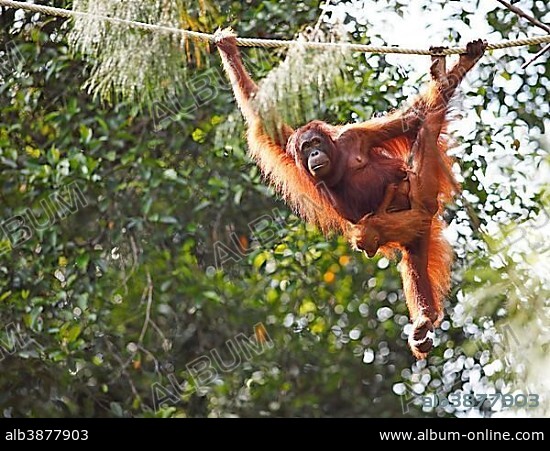 Orangutan (Pongo) with young, in Semenggoh Wildlife Sanctuary in Kuching, Sarawak, Borneo, Malaysia, Asia.