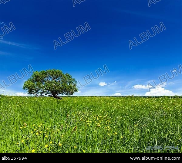 Spring summer background, blooming flowers green grass field meadow scenery lanscape under blue sky with single lonely tree.