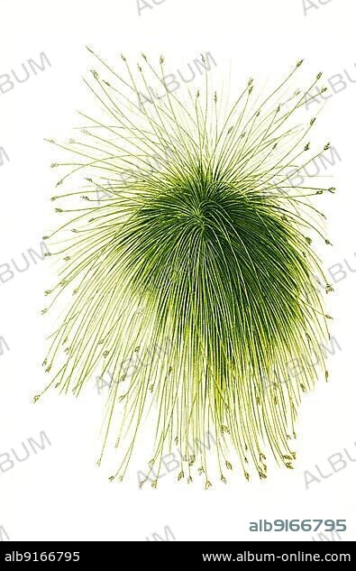 Scirpus riparius, Schoeneoplectus californicus, California bulrush, southern bulrush. Totora reed, flower, plant, Historic, digitally restored reproduction of a 19th century original.