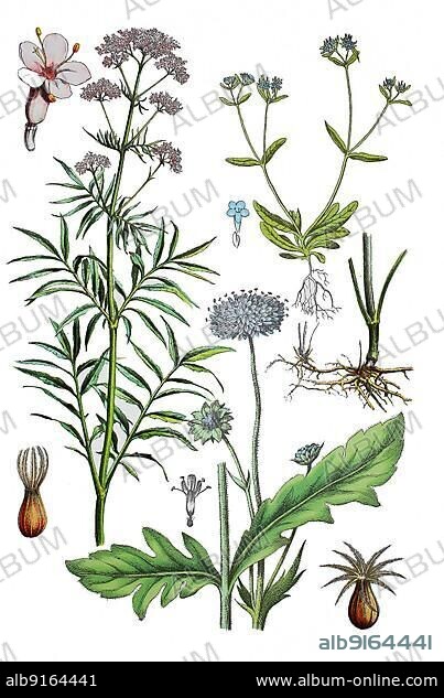 Common Valerian (Valeriana officinalis), flower (left), Valerian root (right centre), Field Widow's-flower, Meadow Widow's-flower, or Meadow Kabiosa, Knautia arvensis (bottom centre), Common Lamb's lettuce, Field lettuce, Mouse-ear lettuce, Rapunzel, Valerianella locusta (top right), Historic, digitally restored reproduction of a 19th century original.