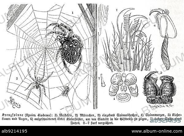 Insects, european garden spider (Araneus diadematus) is the most common representative of the genus of cross spiders in Central Europe, Historical, digitally restored reproduction from a 19th century original.