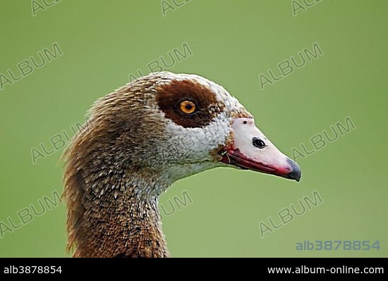 Egyptian Goose (Alopochen aegyptiacus), introduced species, adult, portrait, London, London region, England, United Kingdom, Europe.