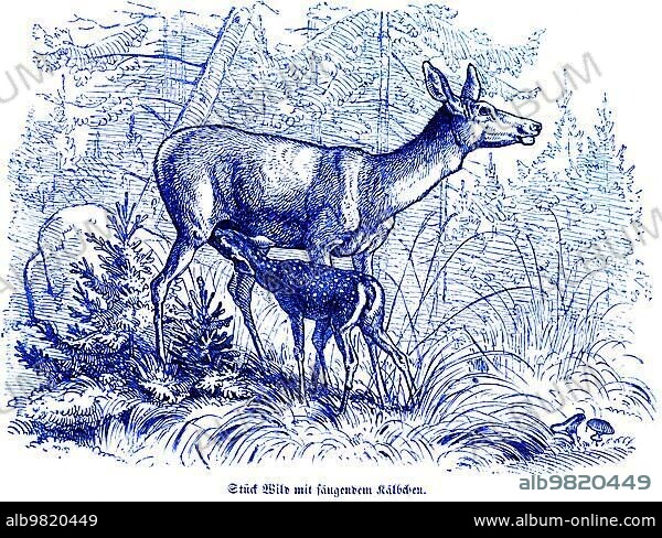 Roe deer with suckling calf; Hubertus hunting and hunting scenes; wild animals; nature; forest; clearing; grasses; historical illustration c. 1860.