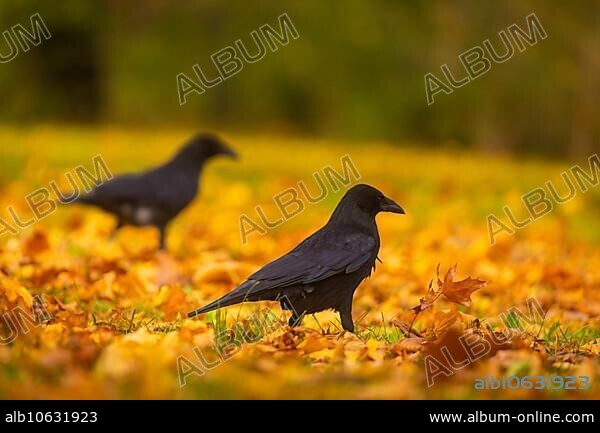 The Great Garden in Dresden is a park of Baroque origin. In the course of its more than three hundred years of history, the Great Garden has been remodelled many times, although the basic baroque structure has remained recognisable. Ravens foraging for food, Dresden, Saxony, Germany
