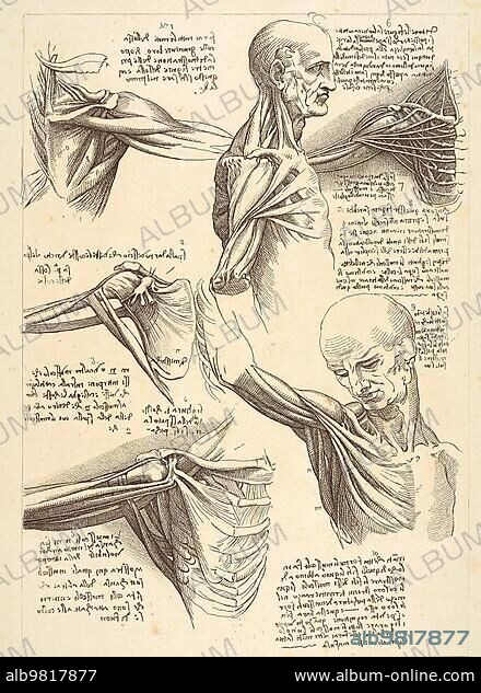 Sheet for anatomical studies of the shoulder muscles; after Leonardo da Vinco; Historical; digitally restored reproduction from a 19th century original.