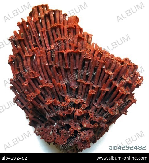Tubipora Musica (organ pipe coral), native to the waters in the Indian Ocean and central regions of the Pacific Ocean. Only species of soft coral. Indonesia. Dated 1759.