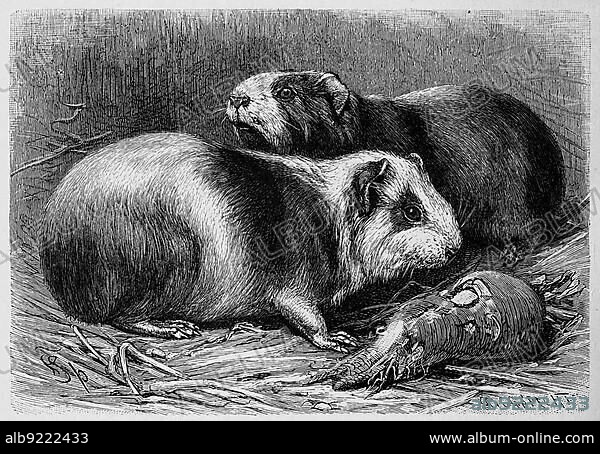Brazilian guinea pig (Cavia aperea) or wild guinea pig, Brazilian guinea pig, preá in Portuguese, is a guinea pig species, Historic, digitally restored reproduction of a 19th century original, exact original date unknown.
