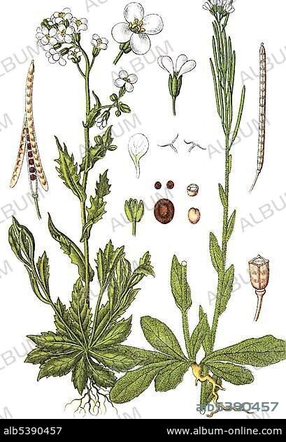 Alpine rock-cress (Arabis alpina) and hairy rockcress (Arabis hirsuta) on the right, medicinal and useful plants, chromolithography, 1880.