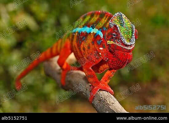 Panther Chameleon (Furcifer pardalis), Ambilobe-Ambilorama colour variation, Madagascar, Africa, Indian Ocean, Africa.