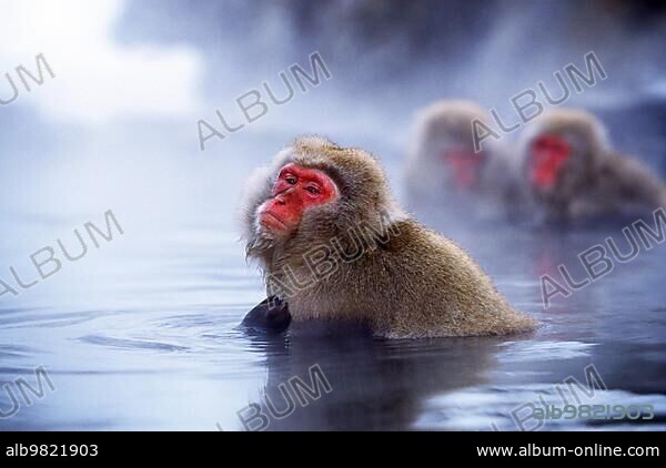 Japanese Macaque (macaca fuscata); Adults soaking in Hot Spring; Hokkaido Island in Japan.