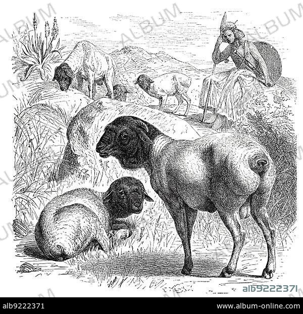 German black-headed meat domestic sheep (Ovis aries) or black-headed sheep steatopyga persica, Historical, digitally restored reproduction from an 18th century original.