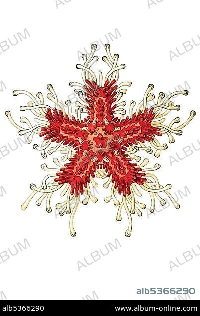 Historic illustration, Sea Star (Asteria rubens), young, tablet 40, Ernst Haeckel, Kunstformen der Natur, "Artforms of Nature".