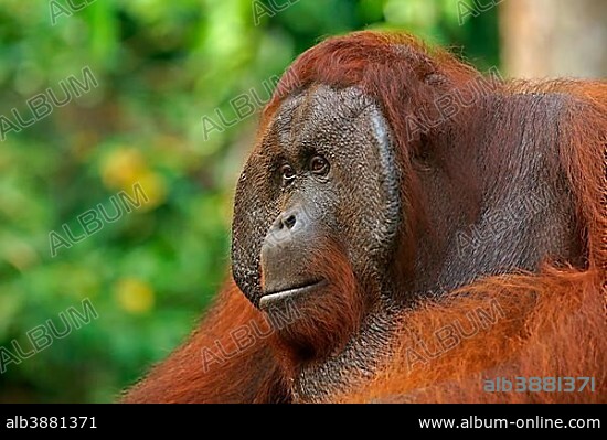 Bornean Orangutan (Pongo pygmaeus), male, Tanjung Puting National Park, Central Kalimantan, Borneo, Indonesia, Asia.