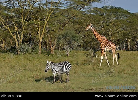 Rothschild Giraffe or Ugandan Giraffe (Giraffa camelopardalis rothschildi) and Grant's Zebra (Equus quagga boehmi), Lake Nakuru National Park, near Nakuru, Rift Valley Province, Kenya, Africa.