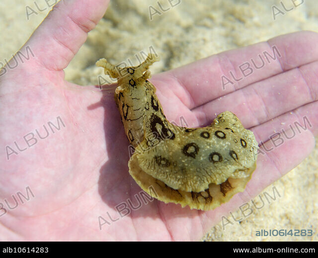 Spotted sea hare - Album alb10614283