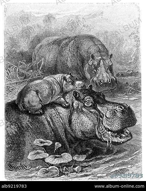Hippopotamus (Hippopotamus amphibius), mammalian species of the hippopotamus family, Historical, digitally restored reproduction from an 18th century original.