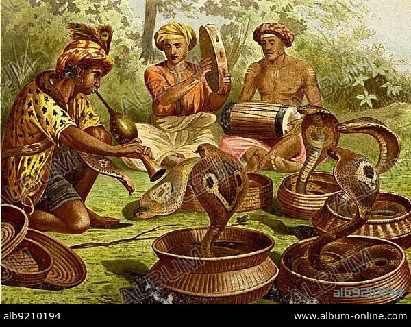 Reptiles, Spectacled snake, also indian cobra (Naja naja), Indian cobra or cobra for short, is a venomous snake, Historic, digitally restored reproduction from a 19th century original.