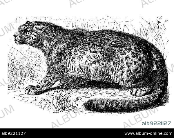 Snow leopard (Panthera uncia), Irbis or ounce, a big cat (Pantherinae), of the Central Asian high mountains, digitally restored reproduction of a 19th century original, exact original date unknown.