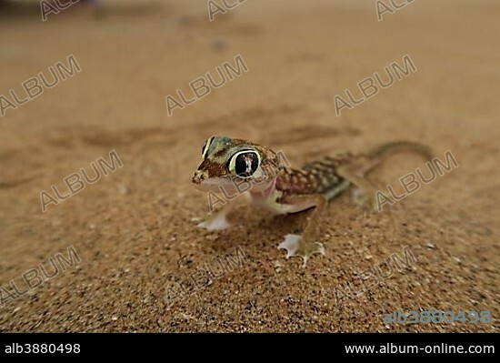 Namib Gecko, web-footed gecko or Palmato-Gecko (Pachydactylus rangei), Namib Desert in Swakopmund, Namibia, Africa.