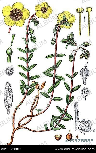 Rockrose (Helianthemum nummularium grandiflorum), medicinal and useful plants, chromolithography, 1880.