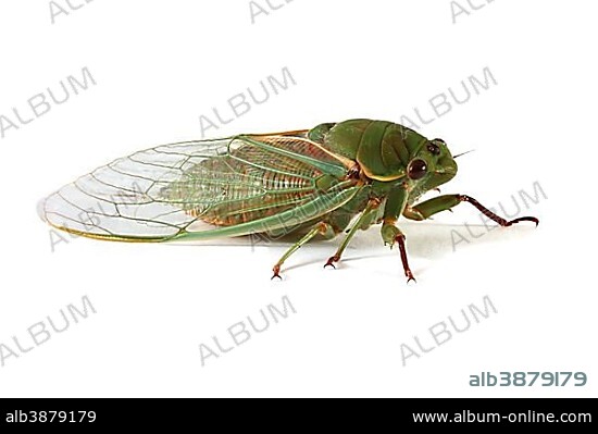 Australian Green Grocer cicada (Cyclochila australasiae).