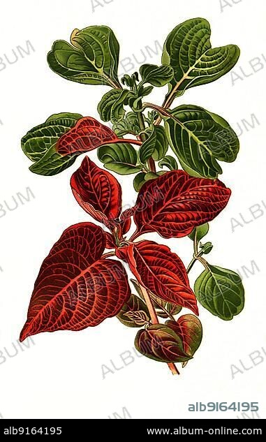 Iresine herbstii va acuminata, var aureo-reticutata, Herbsts bloodleaf, foxtail, historical, digially restored reproduction of a 19th century original.
