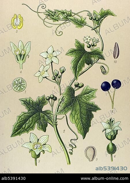 Historic illustration, Bryony (Bryonia alba), poisonous plant.