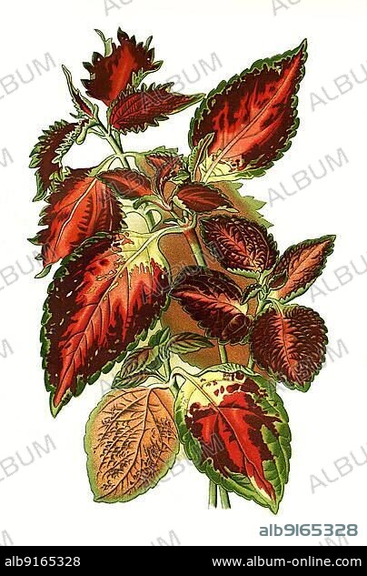 Hybrid spurflowers (Plectranthus) scutellarioides, painted nettle (Solenostemon) scutellarioides, painted nettle, historical, digially restored reproduction of a 19th century original.