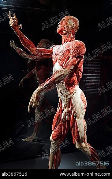 Plastinate, male human body, Body Worlds, Menschen Museum, Berlin, Germany, Europe.