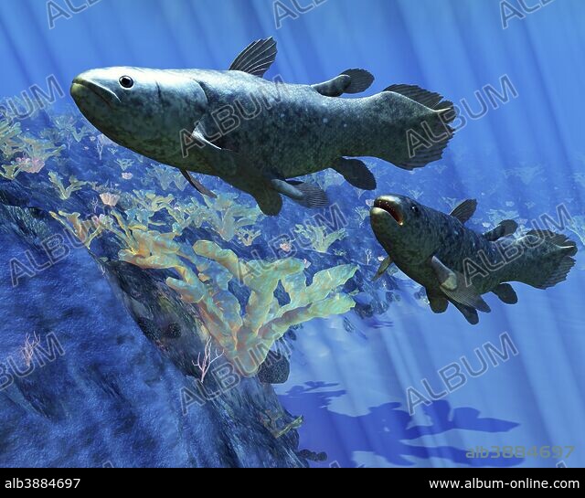 Two Coelacanth fish swimming undersea. - Album alb3884697