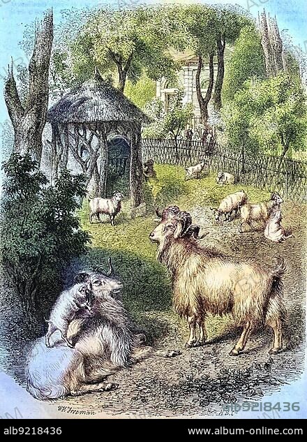 Cashmere goats from Tibet in the garden of the Museum of Nature in Paris, France, Historic, digitally restored reproduction of a 19th century original, Europe.