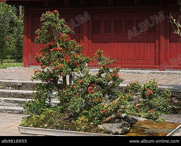 Vietnam; Thua Thien Hue Province; Hue City; listed at World Heritage site by Unesco; Blooming Bonsai at Forbidden City or Purple City in the Heart of Imperial City; Asia.
