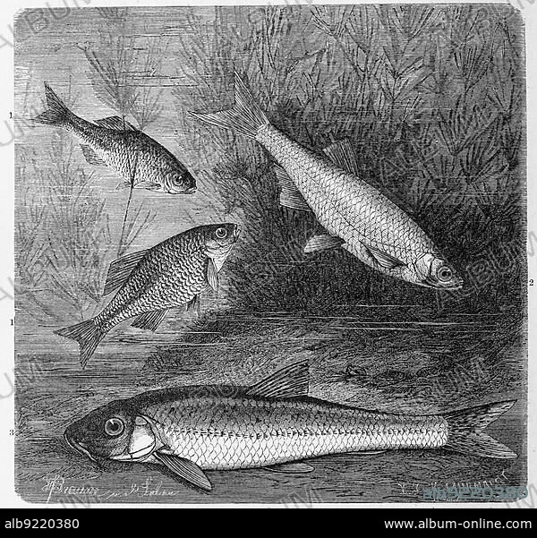 Fish, 1. european bitterling (Rhodeus sericeus) syn. amarus Pallas, a carp fish 2. bleak (Alburnus alburnus), synonym Cyprinus alburnus, also ablette, bleak, onion fish 3. gudgeon, Gobio gobio, also cress and cressling or cressling, Gobio fluviatilis, Historic, digitally restored reproduction from a 19th century original.
